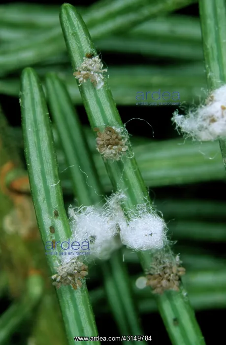 : Douglas fir adelgids : Douglas fir adelgids