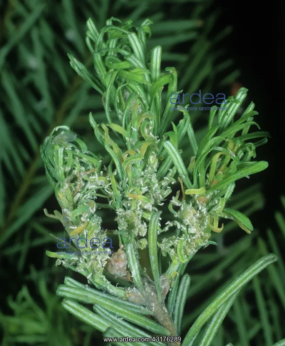 : Douglas fir adelgids : Douglas fir adelgids