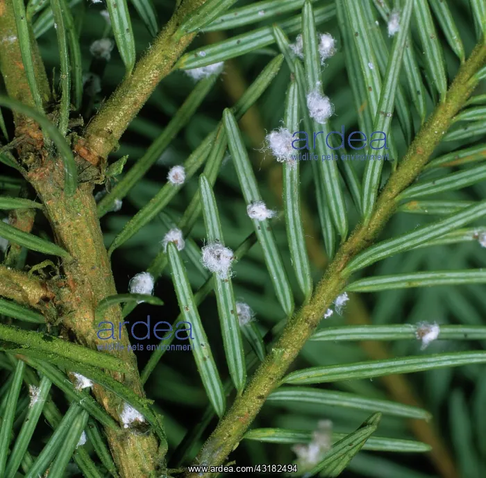  : Douglas fir adelgids