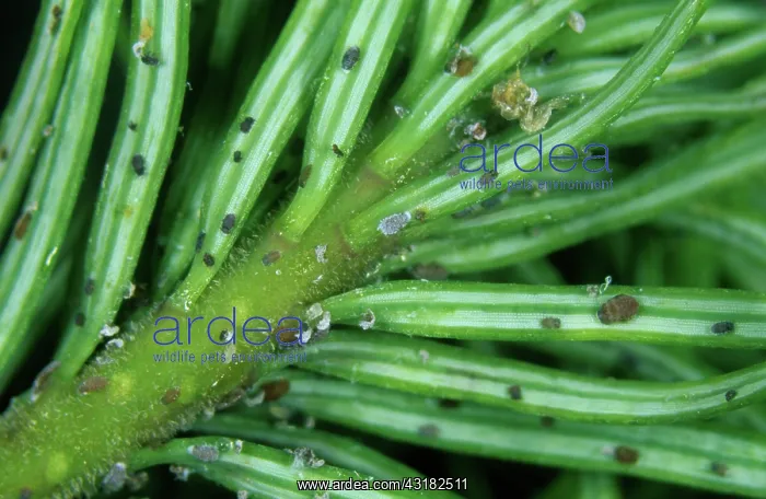 : Douglas fir adelgids : Douglas fir adelgids
