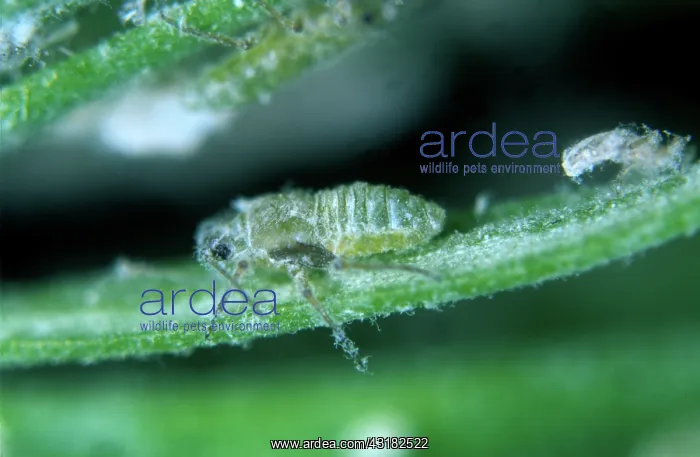 : Douglas fir adelgids : Douglas fir adelgids