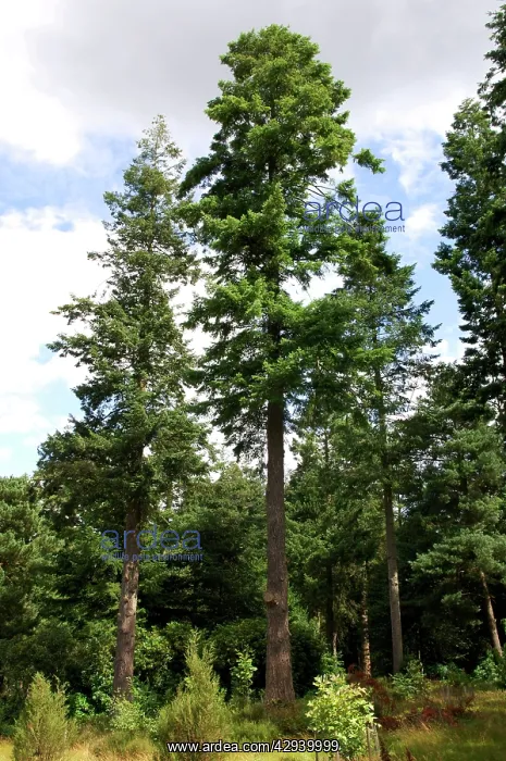 : Douglas-Fir - Bedgebury Pinetum : Douglas-Fir - Bedgebury Pinetum
