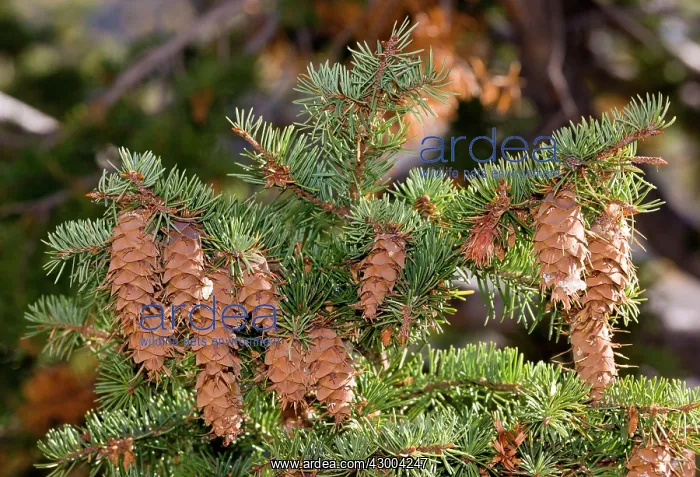 : Douglas Fir - cones and foliage : Douglas Fir - cones and foliage