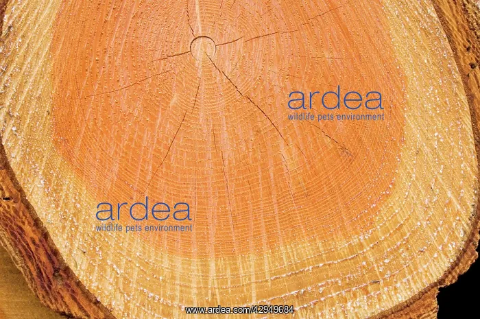 : Douglas Fir Tree - Growth ring : Douglas Fir Tree - Growth ring