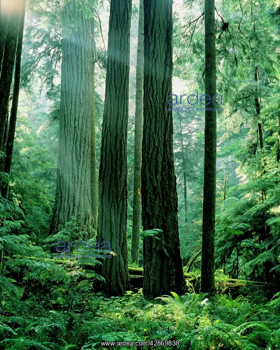 : Douglas Fir Tree - Old Growth, Summer