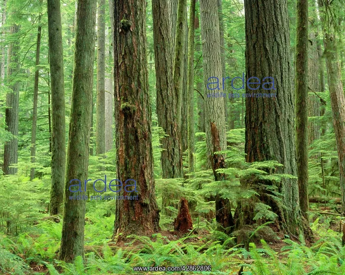 : Douglas Fir Trees - old growth forest growing along : Douglas Fir Trees - old growth forest growing along