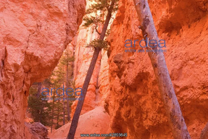 : Douglas Firs - growing inside the steep sandstone : Douglas Firs - growing inside the steep sandstone