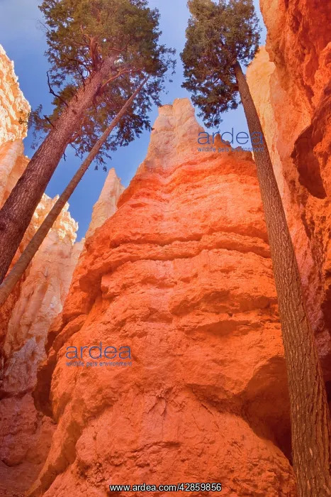 : Douglas Firs - growing inside the steep sandstone : Douglas Firs - growing inside the steep sandstone