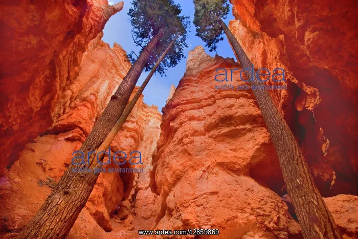 : Douglas Firs - growing inside the steep sandstone : Douglas Firs - growing inside the steep sandstone