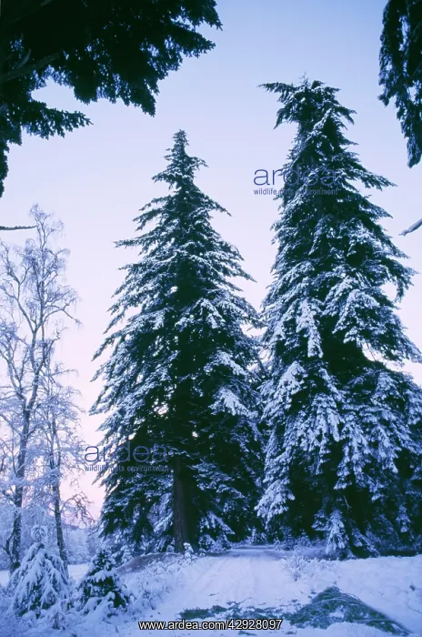 : DOUGLAS FIRS - IN SNOW : DOUGLAS FIRS - IN SNOW