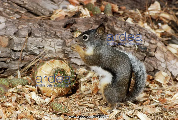 : Douglas Squirrel / Chickaree - feeding : Douglas Squirrel / Chickaree - feeding