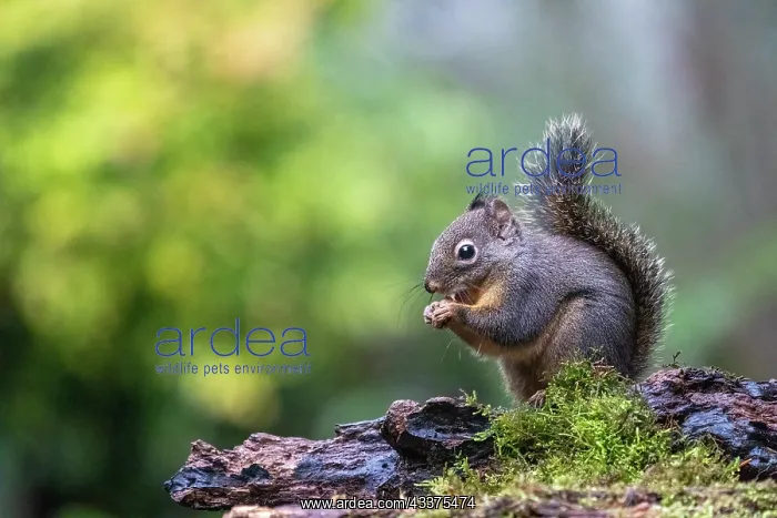 : Douglas Squirrel standing on a log eating a nut : Douglas Squirrel standing on a log eating a nut