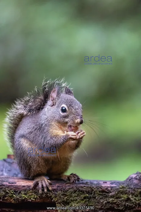 : Douglas Squirrel standing on a log eating a peanut : Douglas Squirrel standing on a log eating a peanut