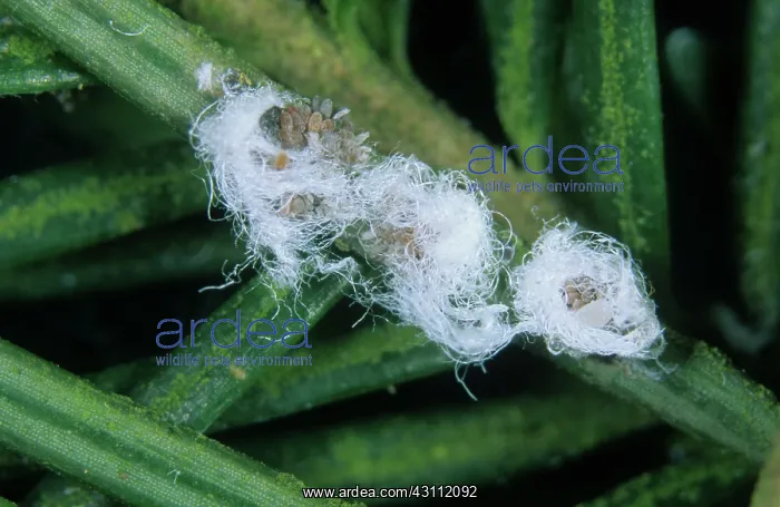 : Doulas fir adelgid eggs : Doulas fir adelgid eggs