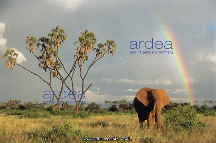 : Doum Palm. African elephant (Loxodonta africana) with rainbow and doum palm : Doum Palm. African elephant (Loxodonta africana) with rainbow and doum palm