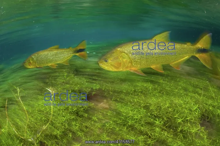 : Dourado (Salminus brasiliensis), a large, predatory gamefish found in Central : Dourado (Salminus brasiliensis), a large, predatory gamefish found in Central