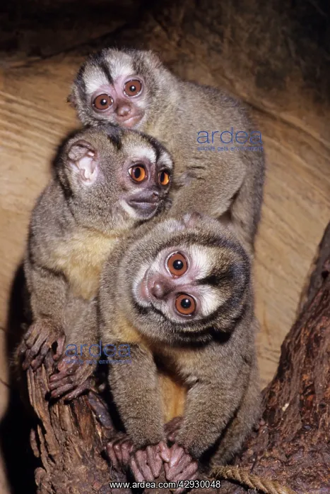  : Douroucouli  /  Owl  /  Night MONKEY