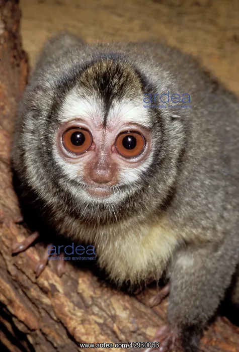 : Douroucouli / Owl / Night MONKEY : Douroucouli / Owl / Night MONKEY