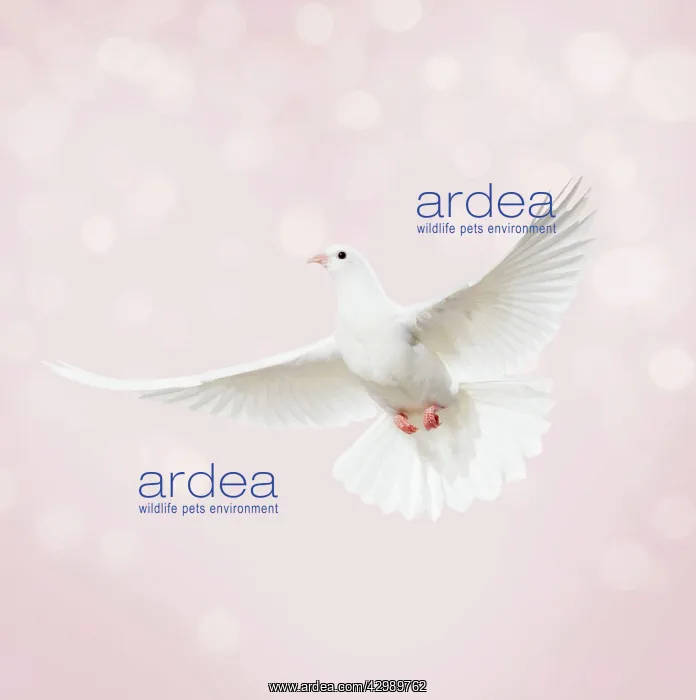  : Dove in flight, bokeh