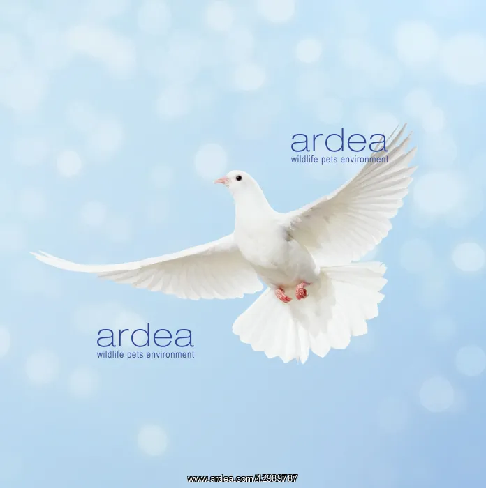 : Dove in flight, bokeh : Dove in flight, bokeh