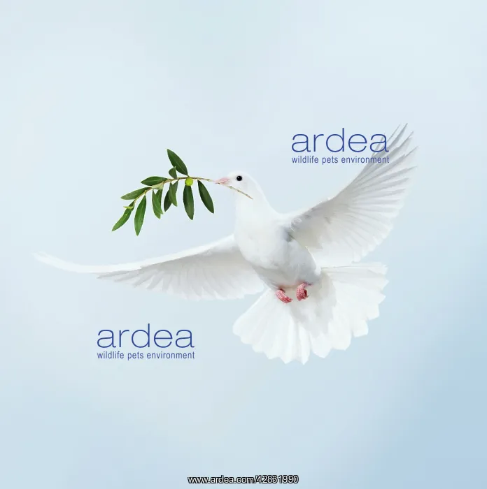 : Dove - in flight carrying olive branch in beak 'peaceI : Dove - in flight carrying olive branch in beak 'peaceI