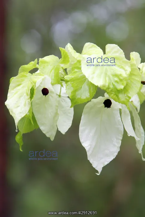 : Dove / Ghost tree - showing false petals or bracts : Dove / Ghost tree - showing false petals or bracts
