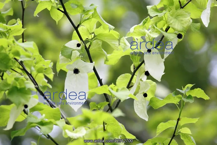 : Dove / Ghost tree - showing false petals or bracts : Dove / Ghost tree - showing false petals or bracts