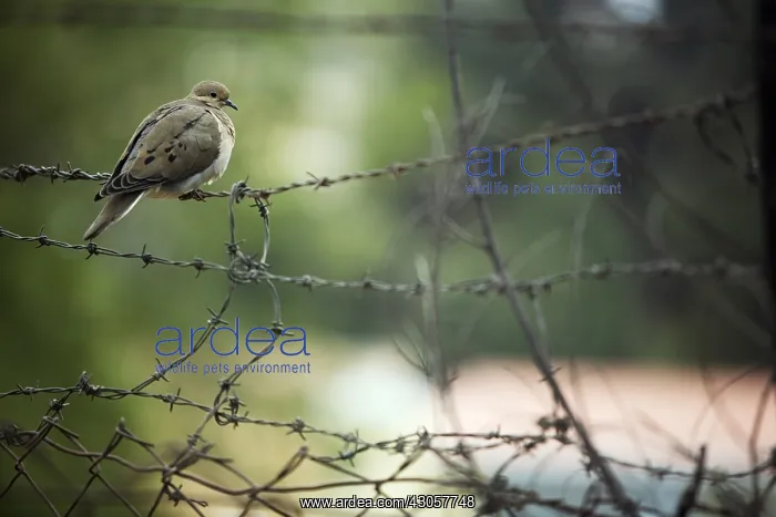 : Dove landed on a fence Arequipa Caylloma Peru : Dove landed on a fence Arequipa Caylloma Peru