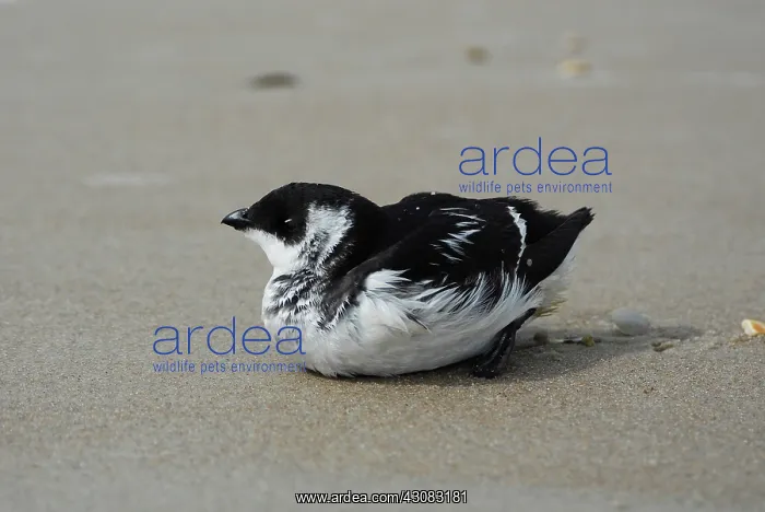 : Dovekie or little auk. Alle alle. Winter plumage : Dovekie or little auk. Alle alle. Winter plumage