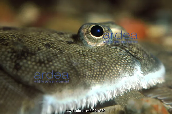 : Dover / Common Sole : Dover / Common Sole