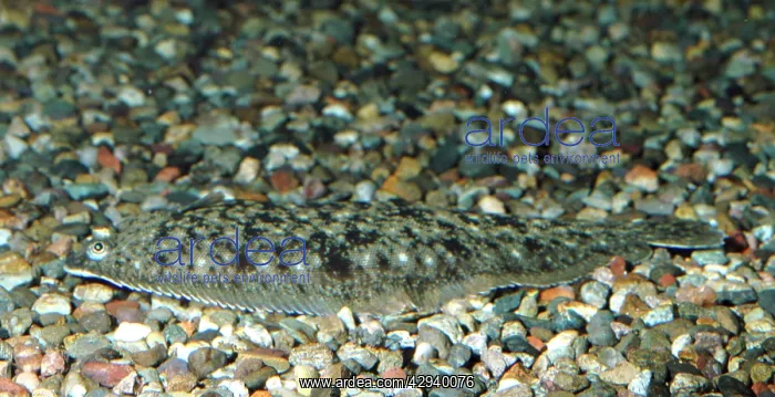 : Dover / Common Sole : Dover / Common Sole