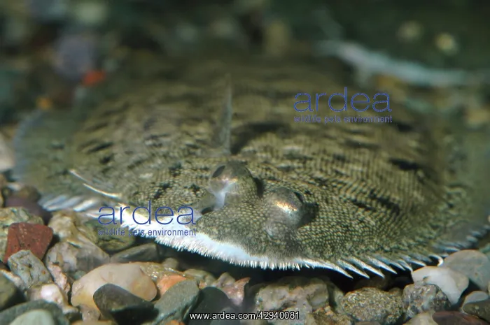 : Dover / Common Sole : Dover / Common Sole