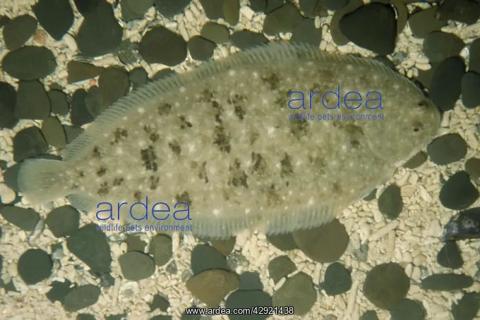 : Dover / Common Sole Fish - On sea bed : Dover / Common Sole Fish - On sea bed