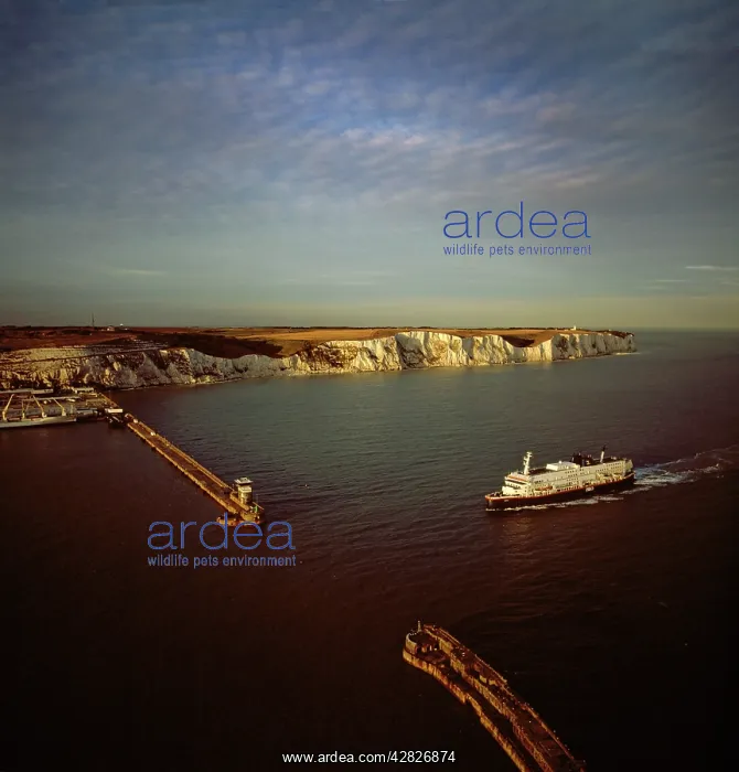 : Dover Harbour (Port of Dover), Ferry arriving at, Kent : Dover Harbour (Port of Dover), Ferry arriving at, Kent