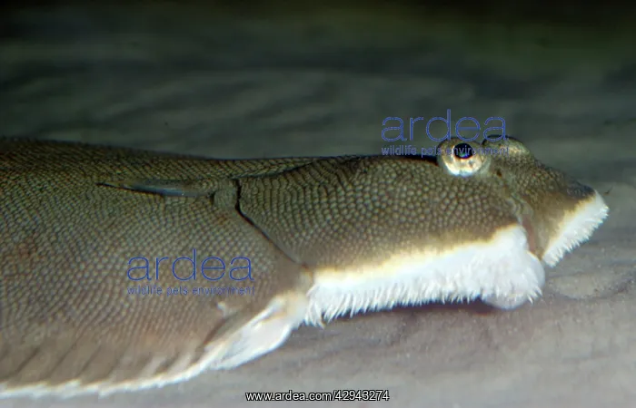 : Dover Sole : Dover Sole