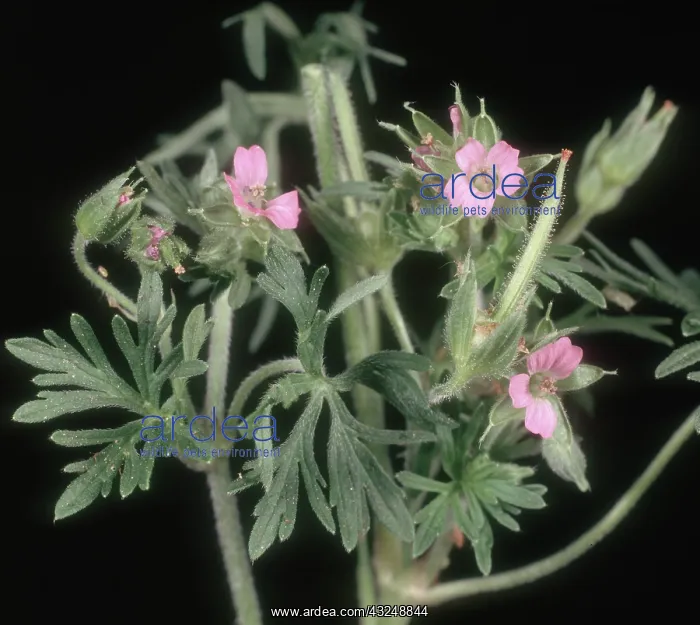 : Dove's-foot crane's-bill : Dove's-foot crane's-bill