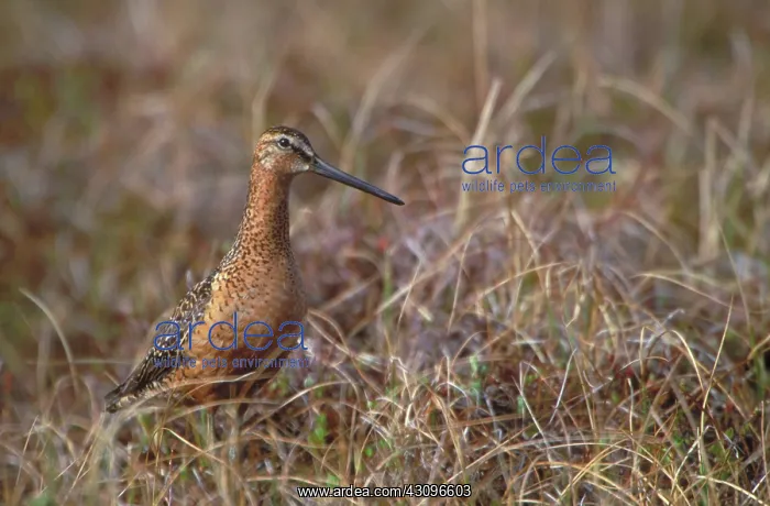 : Dowitcher. Long-billed Dowitcher (Limodromus scolopaceus) with breeding plumage on tundra : Dowitcher. Long-billed Dowitcher (Limodromus scolopaceus) with breeding plumage on tundra