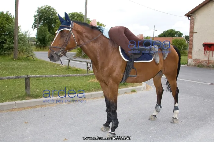  : Downhill Horse France