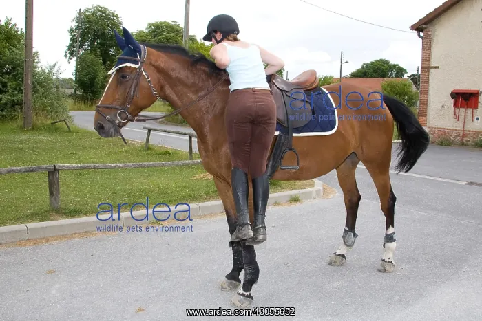 : Downhill Horse France : Downhill Horse France