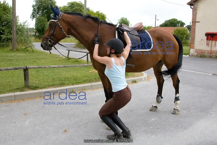 : Downhill Horse France : Downhill Horse France