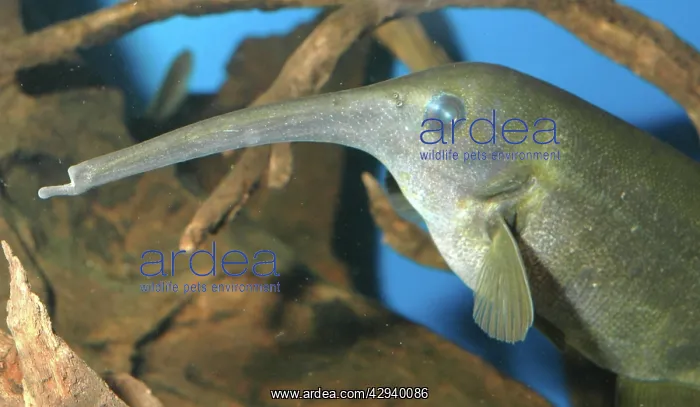 : Downpoker electric fish : Downpoker electric fish