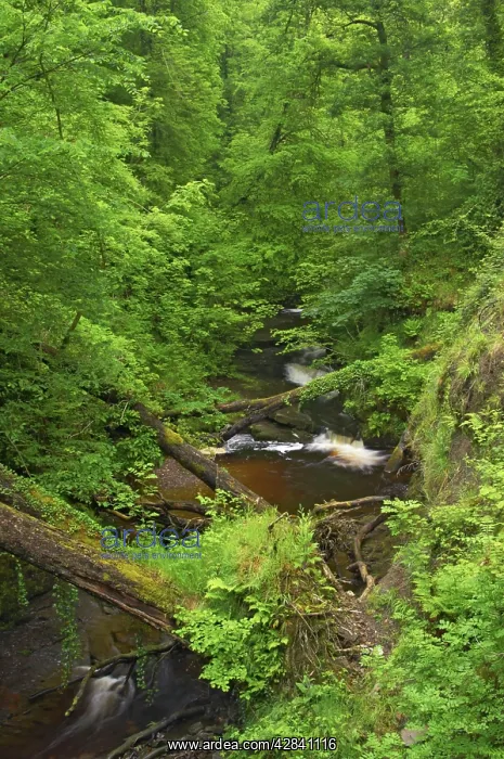 : Downstream of Henrhyd Falls : Downstream of Henrhyd Falls