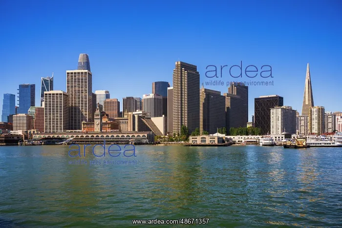 : Downtown San Francisco from the San Francisco Bay : Downtown San Francisco from the San Francisco Bay