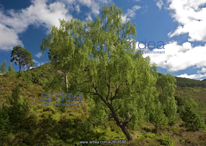 : Downy birch : Downy birch