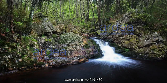 : Downy Birch : Downy Birch