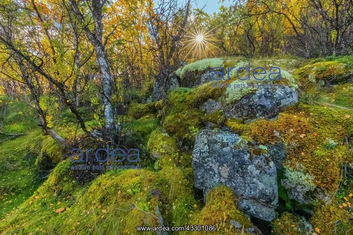 : Downy birch forest - sun in brightly autumn coloured mountai : Downy birch forest - sun in brightly autumn coloured mountai