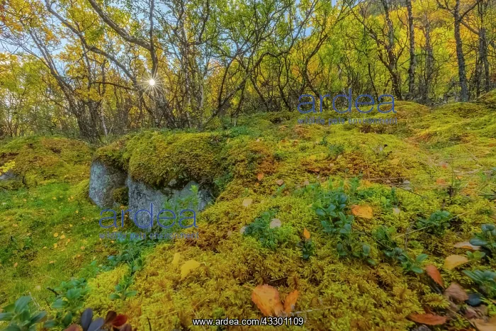 : Downy birch forest - sun in brightly autumn coloured mountai : Downy birch forest - sun in brightly autumn coloured mountai