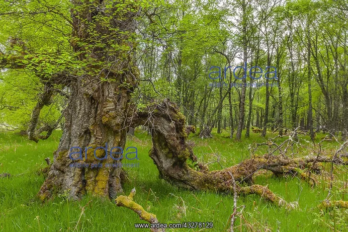 : Downy Birch - huge ancient and gnarled mature birch : Downy Birch - huge ancient and gnarled mature birch