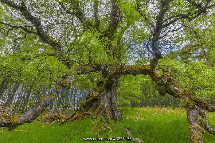 : Downy Birch - huge ancient and gnarled mature birch : Downy Birch - huge ancient and gnarled mature birch