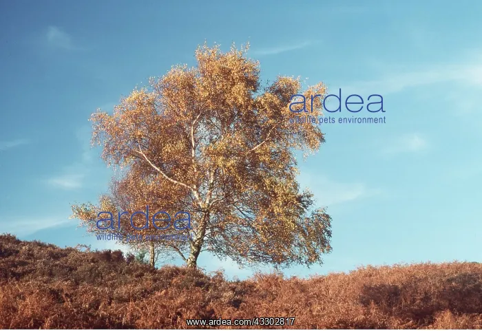 : Downy Birch Tree - with Bracken : Downy Birch Tree - with Bracken